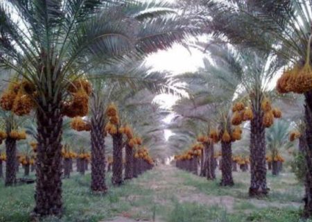 خوزستان نیازمند بازنگری جدی در تولید خرماست
