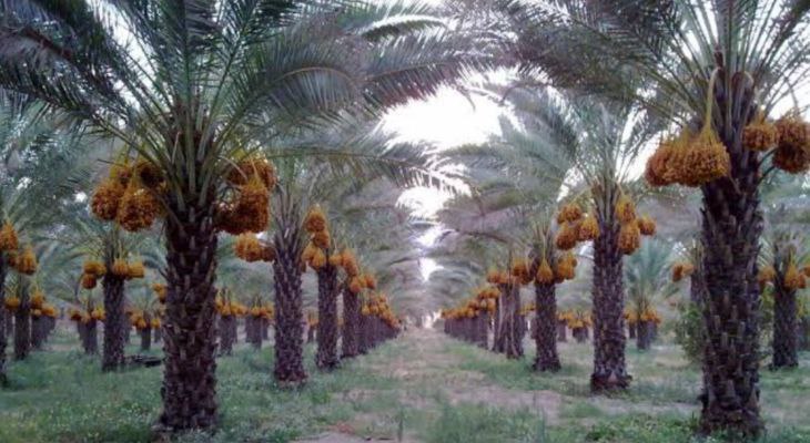 خوزستان نیازمند بازنگری جدی در تولید خرماست