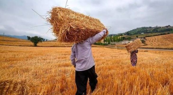 آمادگی ۱۰۴ مرکز خرید گندم در خوزستان